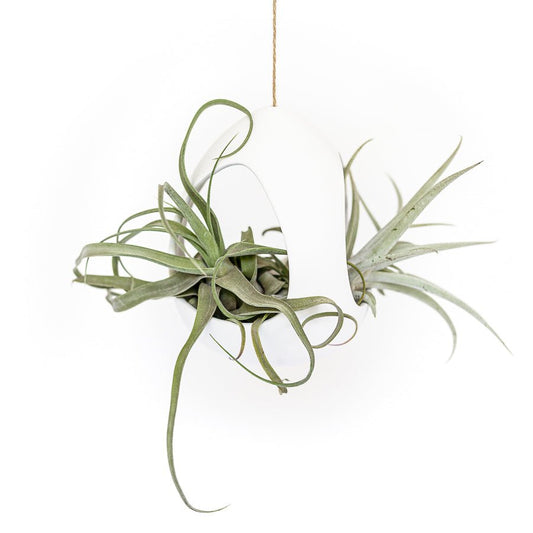 Large White Ceramic Hanging Pod with Two Assorted Tillandsia Plants - TheHardenGarden