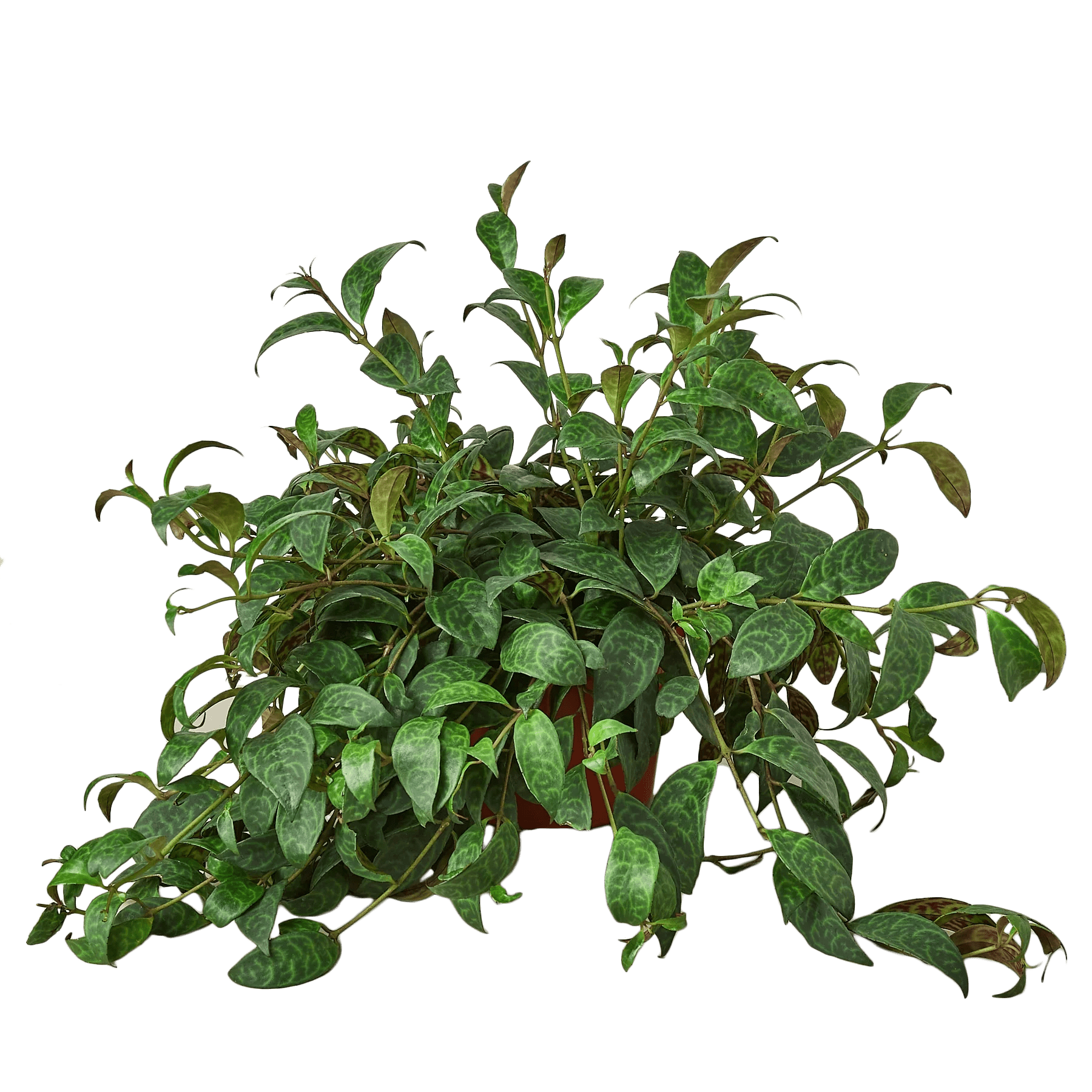 Lipstick Plant - TheHardenGarden
