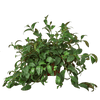 Lipstick Plant - TheHardenGarden