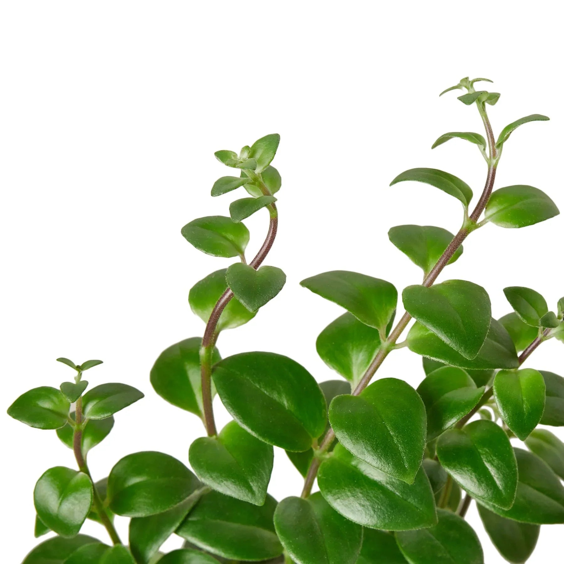 Lipstick Plant - TheHardenGarden