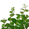 Lipstick Plant - TheHardenGarden
