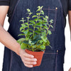 Lipstick Plant - TheHardenGarden