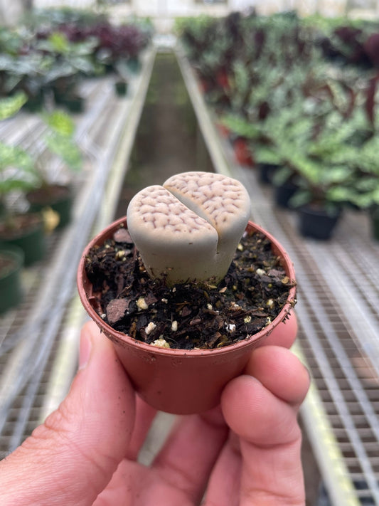 Lithop Living Stone - TheHardenGarden