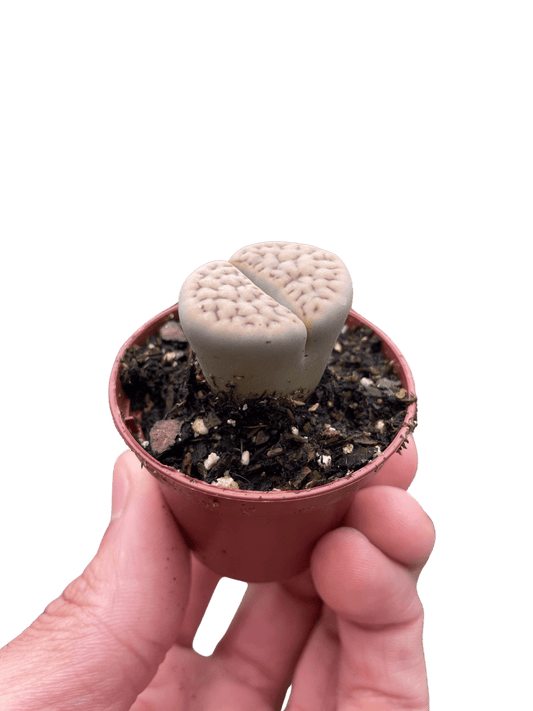 Lithop Living Stone - TheHardenGarden