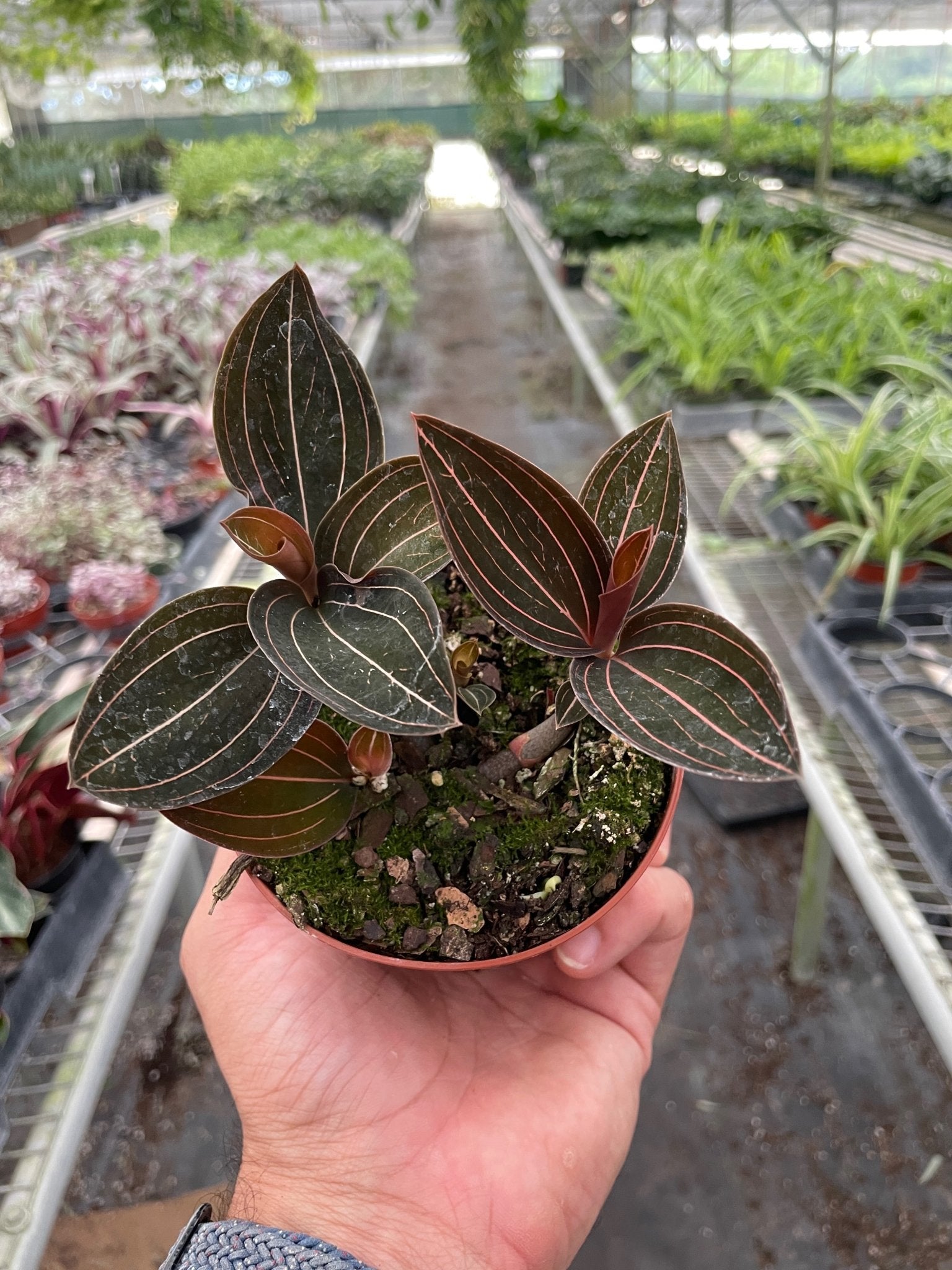 Ludisia Discolor - TheHardenGarden