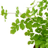 Maidenhair Fern - TheHardenGarden