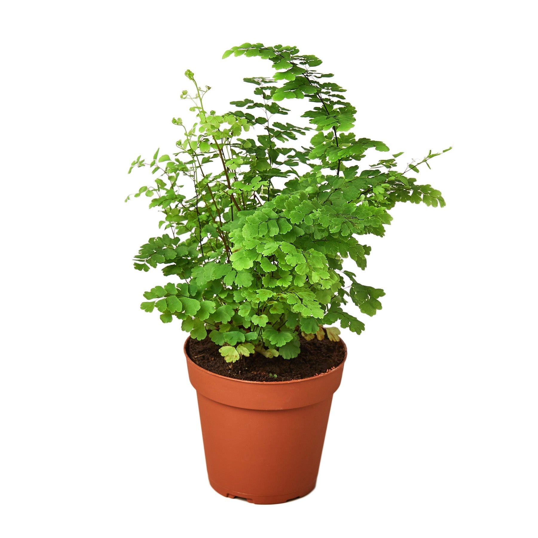 Maidenhair Fern - TheHardenGarden