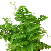 Maidenhair Fern - TheHardenGarden