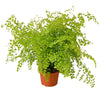 Maidenhair Fern - TheHardenGarden