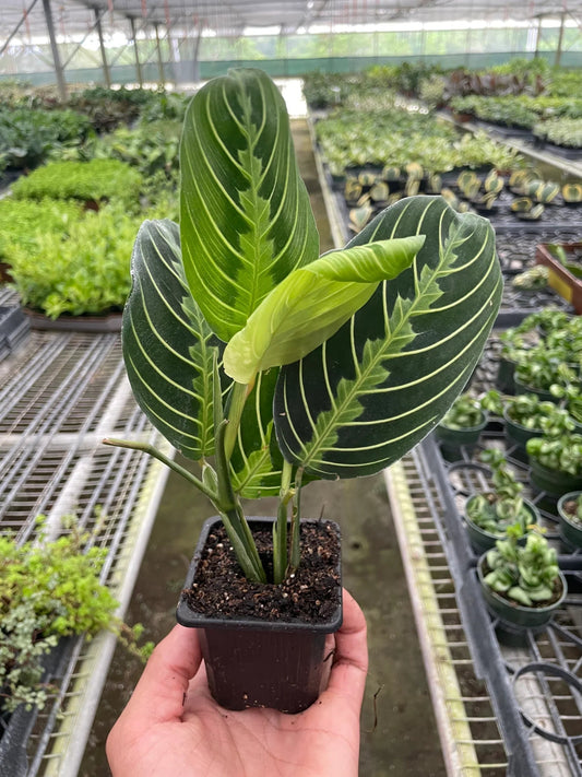 Maranta 'Lemon Lime' - TheHardenGarden