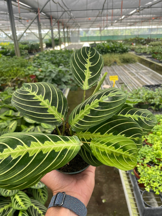 Maranta 'Lemon Lime' - TheHardenGarden