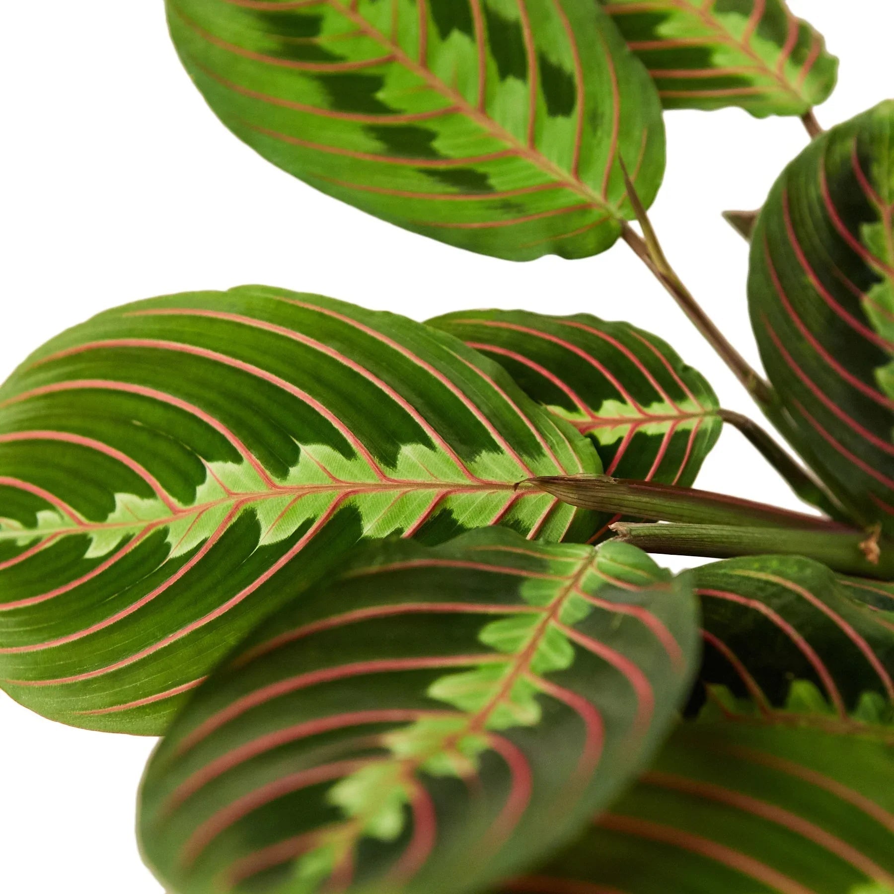 Maranta Red Prayer - TheHardenGarden