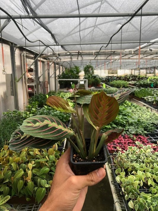 Maranta Red Prayer - TheHardenGarden