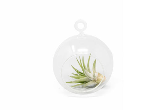 Minimalist Terrarium in a Glass Globe with Flat Bottom - Choose Your Custom Tillandsia Air Plant - TheHardenGarden