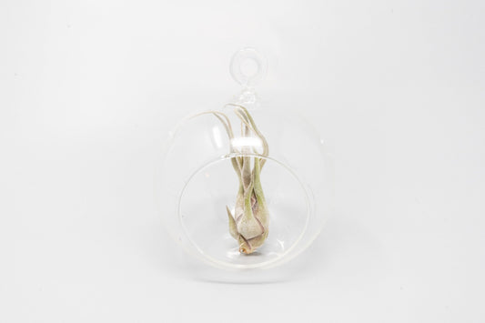 Minimalist Terrarium in a Glass Globe with Flat Bottom - Choose Your Custom Tillandsia Air Plant - TheHardenGarden