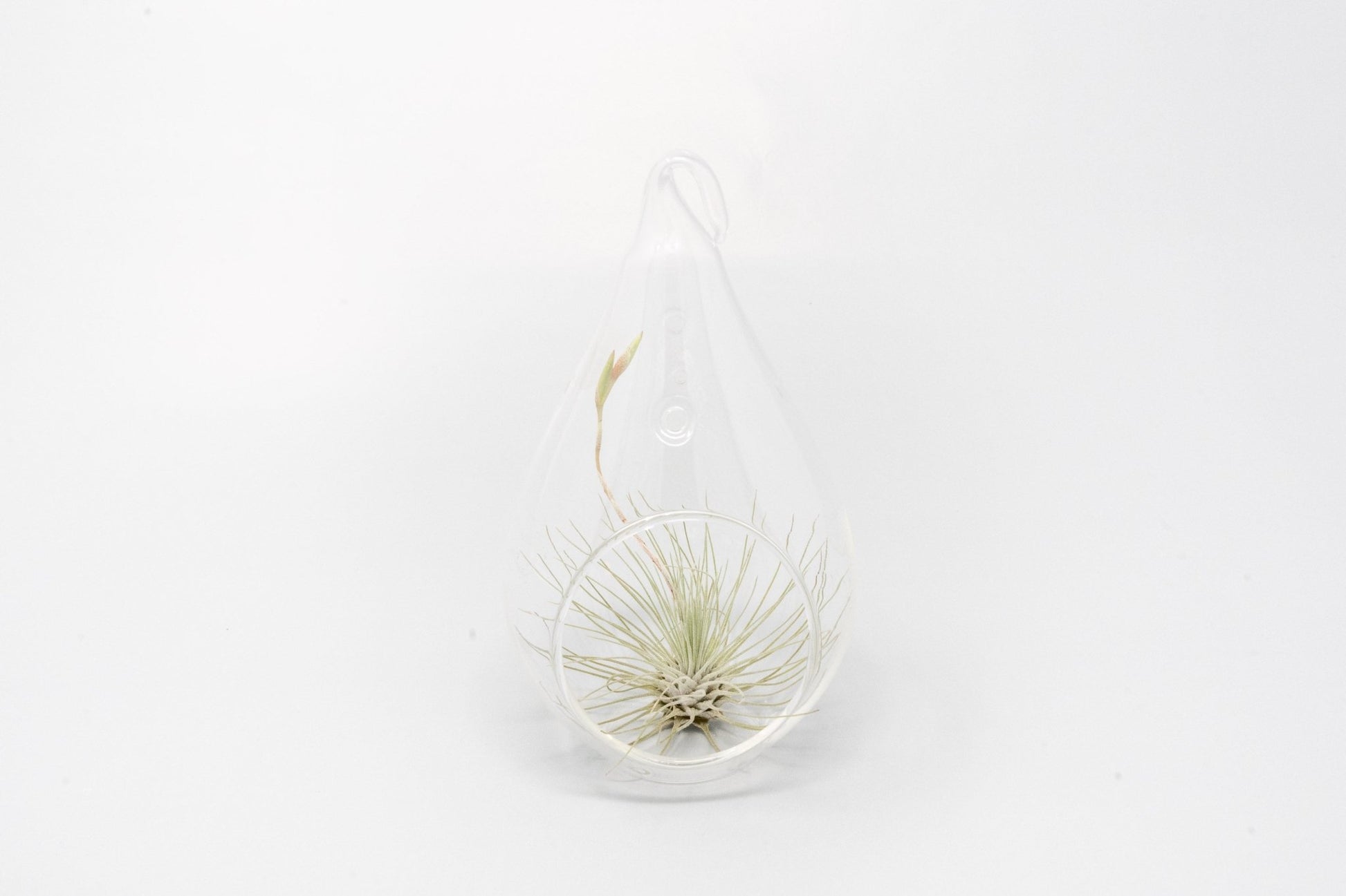 Minimalist Terrarium in a Glass Teardrop - Choose Your Custom Tillandsia Air Plant - TheHardenGarden