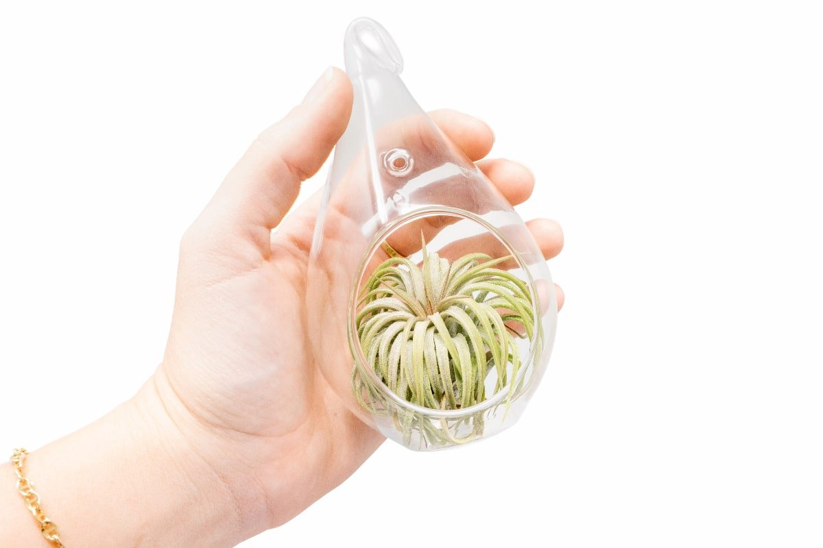 Minimalist Terrarium in a Glass Teardrop - Choose Your Custom Tillandsia Air Plant - TheHardenGarden