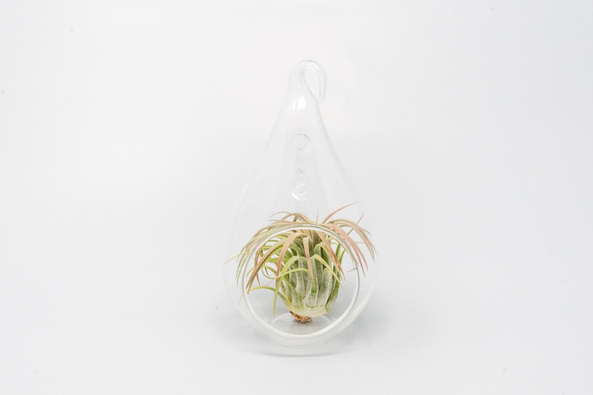 Minimalist Terrarium in a Glass Teardrop - Choose Your Custom Tillandsia Air Plant - TheHardenGarden