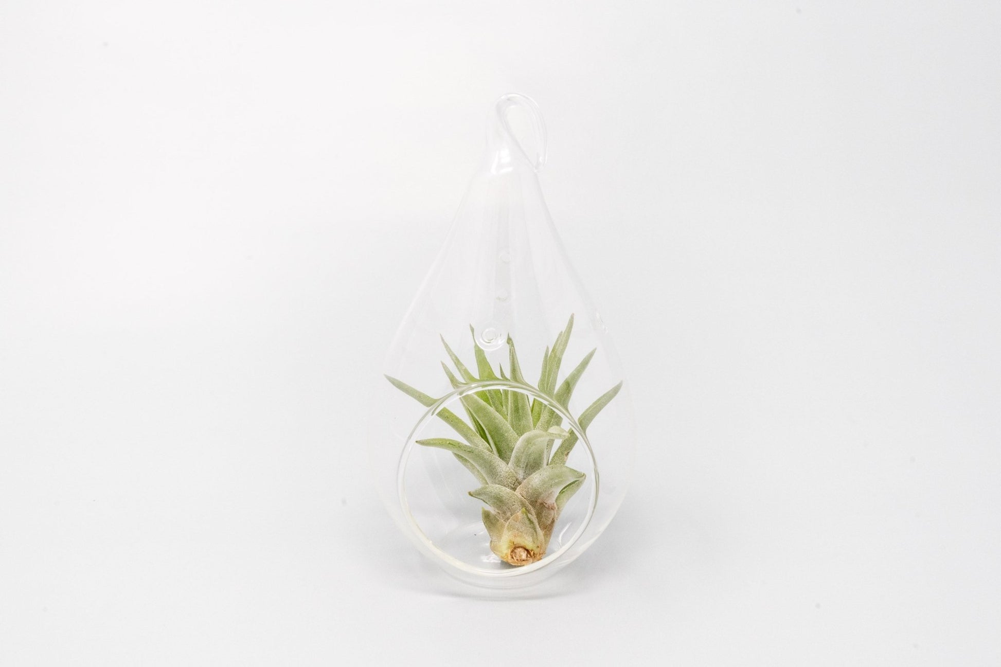 Minimalist Terrarium in a Glass Teardrop - Choose Your Custom Tillandsia Air Plant - TheHardenGarden