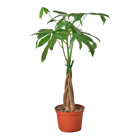 Money Tree 'Guiana Chestnut' Pachira Braid - TheHardenGarden