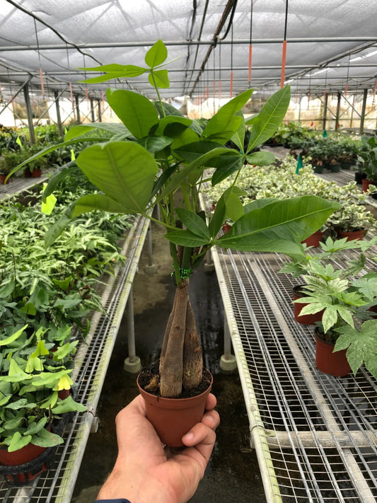 Money Tree 'Guiana Chestnut' Pachira Braid - TheHardenGarden