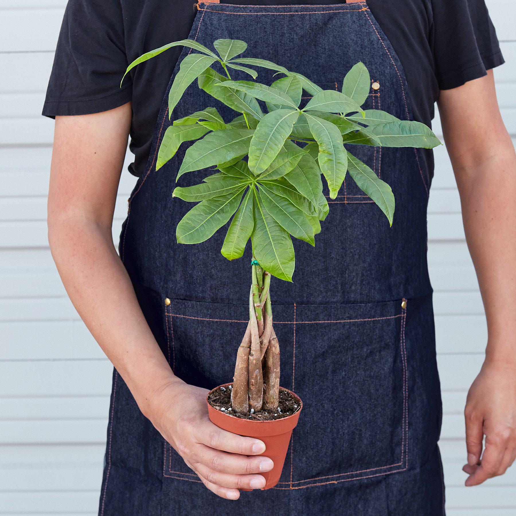 Money Tree 'Guiana Chestnut' Pachira Braid - TheHardenGarden