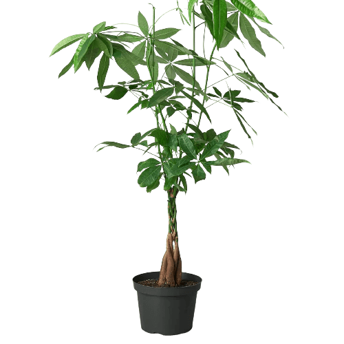 Money Tree 'Guiana Chestnut' Pachira Braid - TheHardenGarden