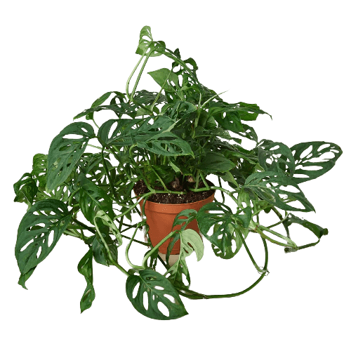 Monstera Adansonii 'Swiss Cheese' - TheHardenGarden