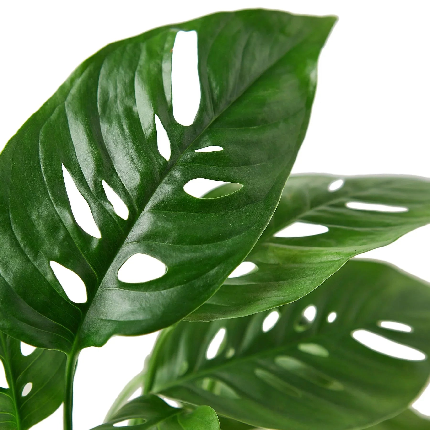 Monstera Adansonii 'Swiss Cheese' - TheHardenGarden