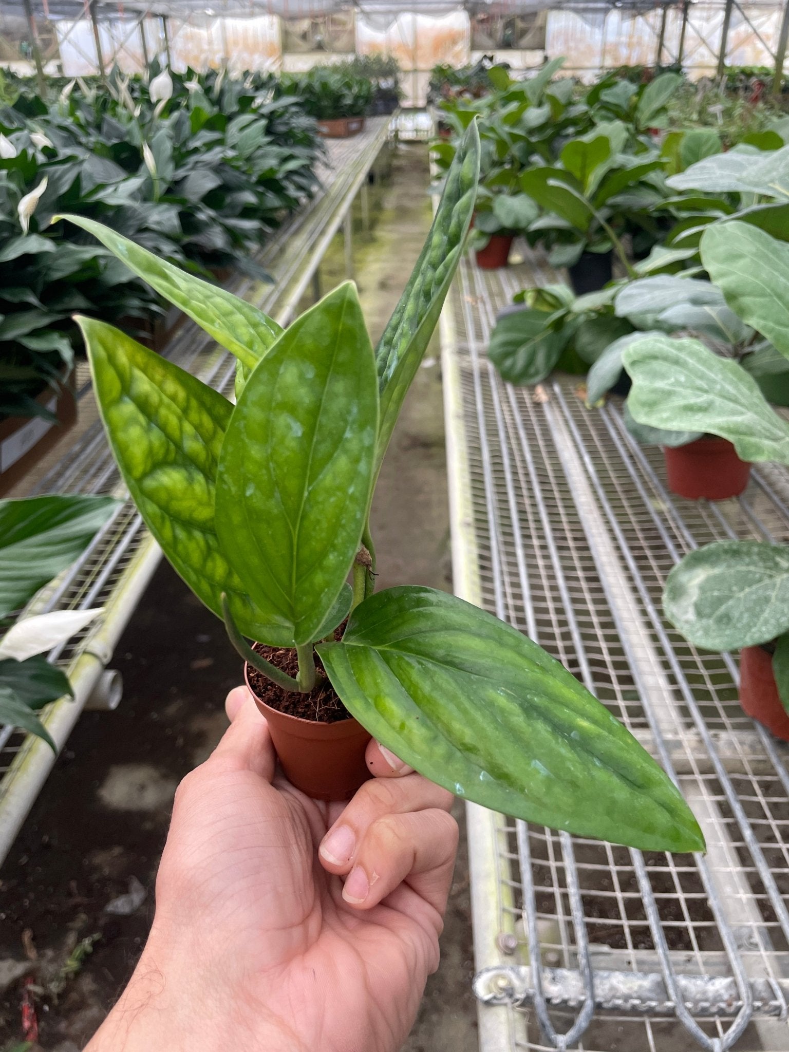 Monstera 'Peru' - TheHardenGarden