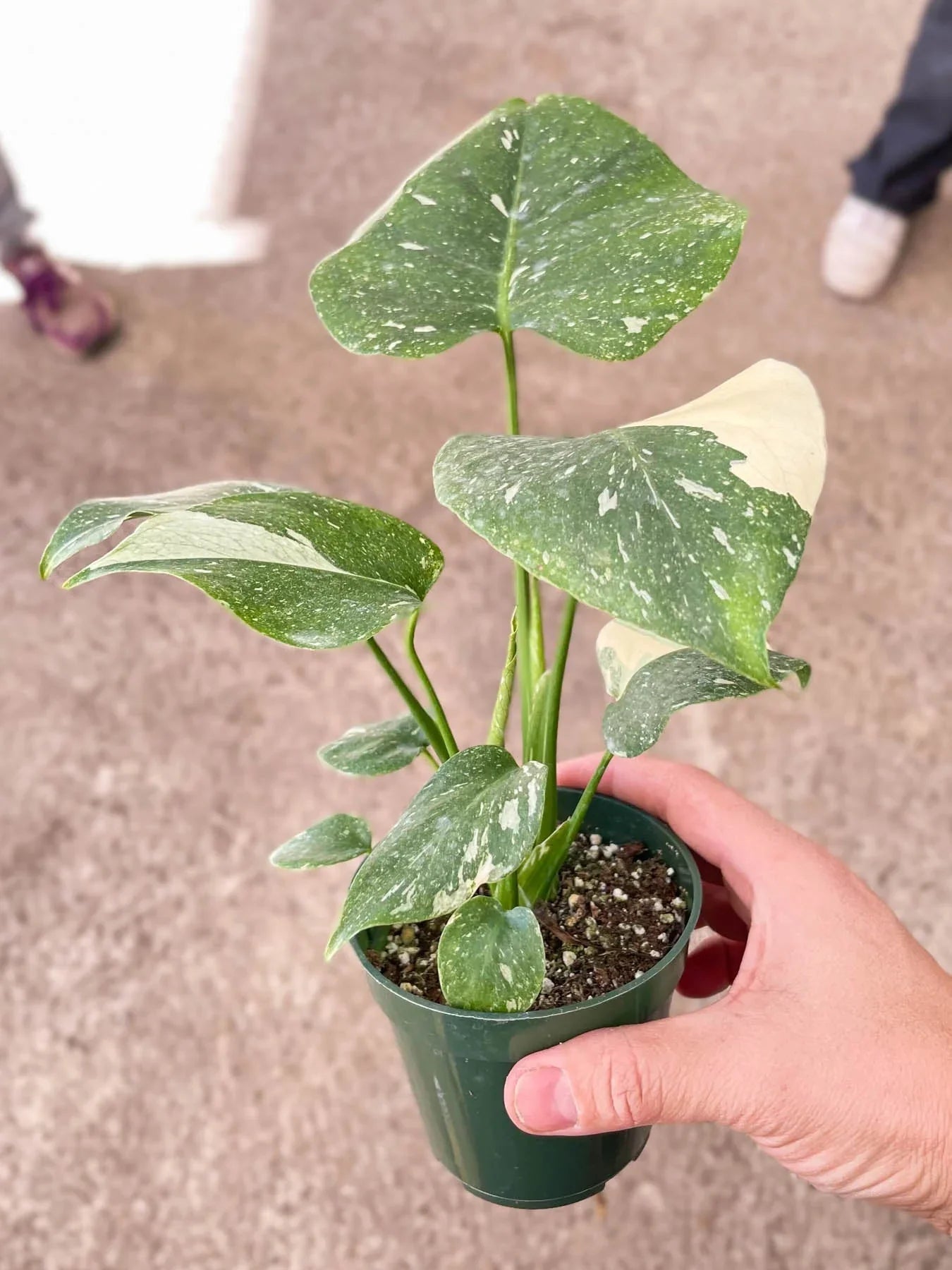 Monstera 'Thai Constellation' - TheHardenGarden