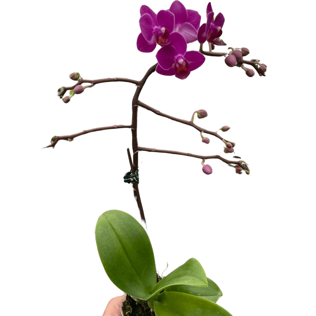 Orchid 'Purple Fucshia Phalaenopsis' - TheHardenGarden