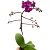 Orchid 'Purple Fucshia Phalaenopsis' - TheHardenGarden