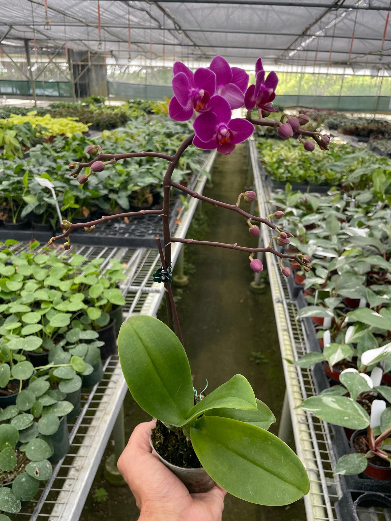 Orchid 'Purple Fucshia Phalaenopsis' - TheHardenGarden