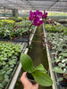 Orchid 'Purple Fucshia Phalaenopsis' - TheHardenGarden