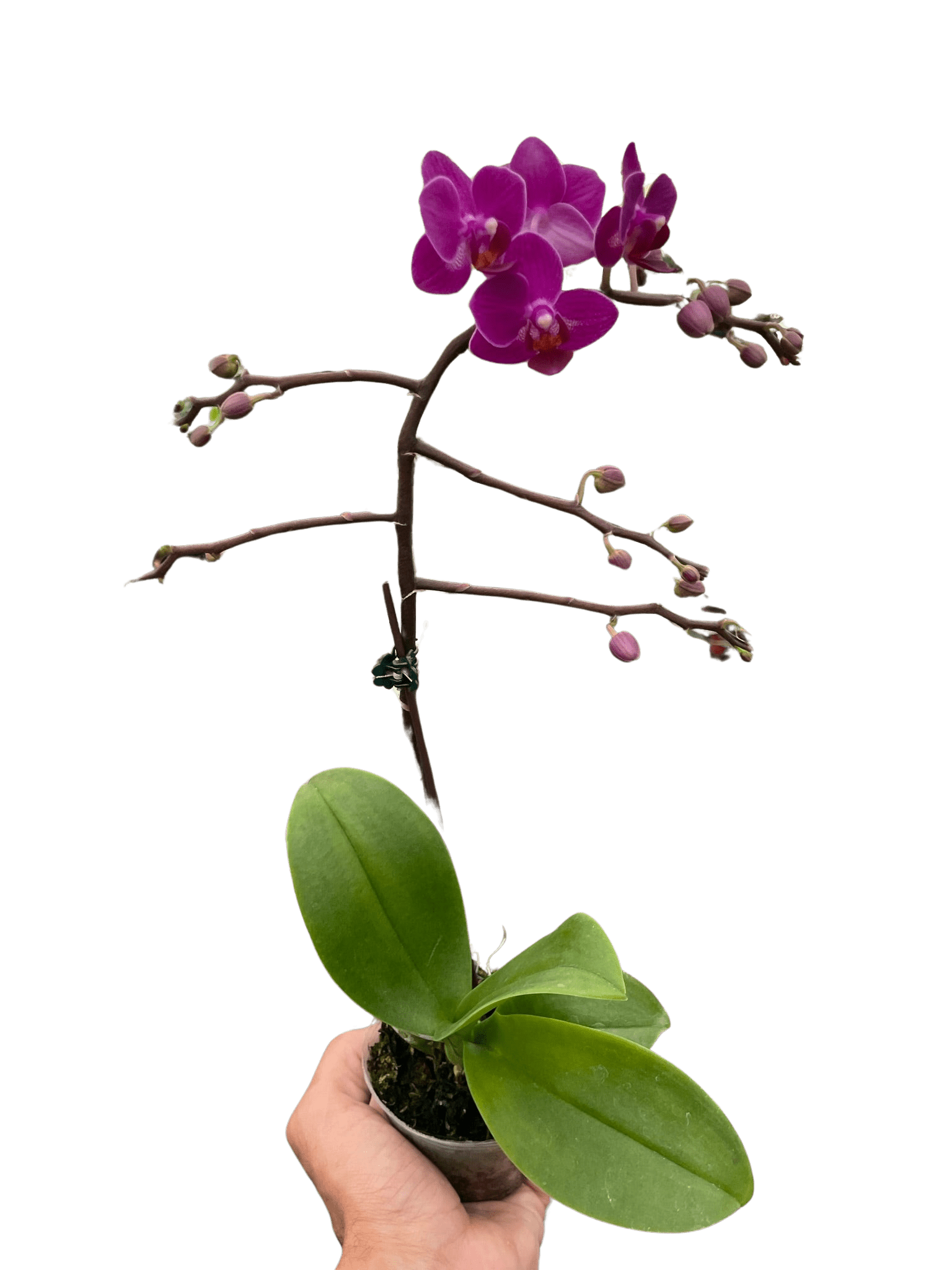Orchid 'Purple Fucshia Phalaenopsis' - TheHardenGarden