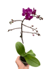 Orchid 'Purple Fucshia Phalaenopsis' - TheHardenGarden