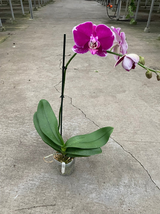 Orchid 'Purple Spotted Phalaenopsis' - TheHardenGarden