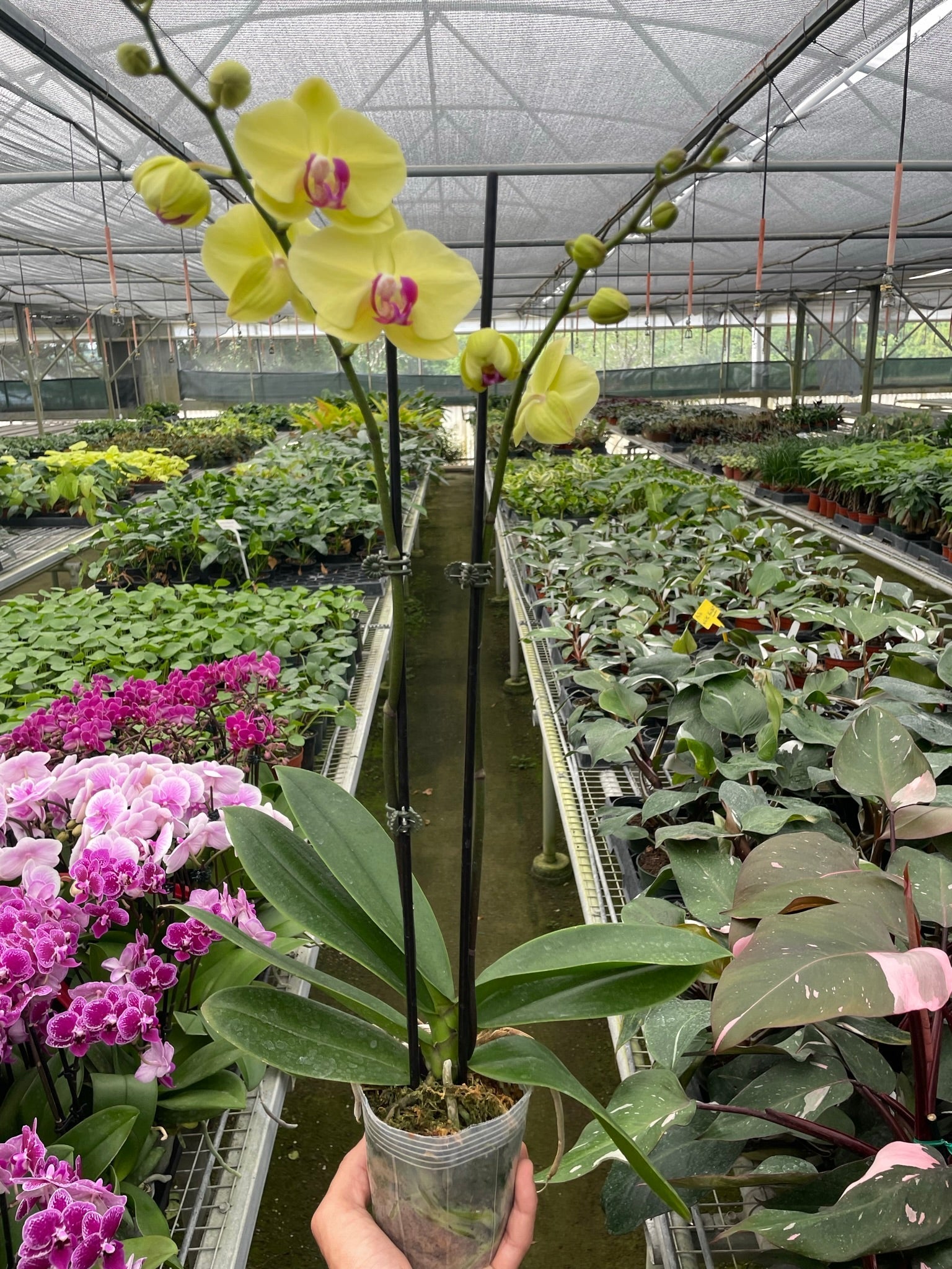 Orchid 'Yellow Phalaenopsis' - TheHardenGarden