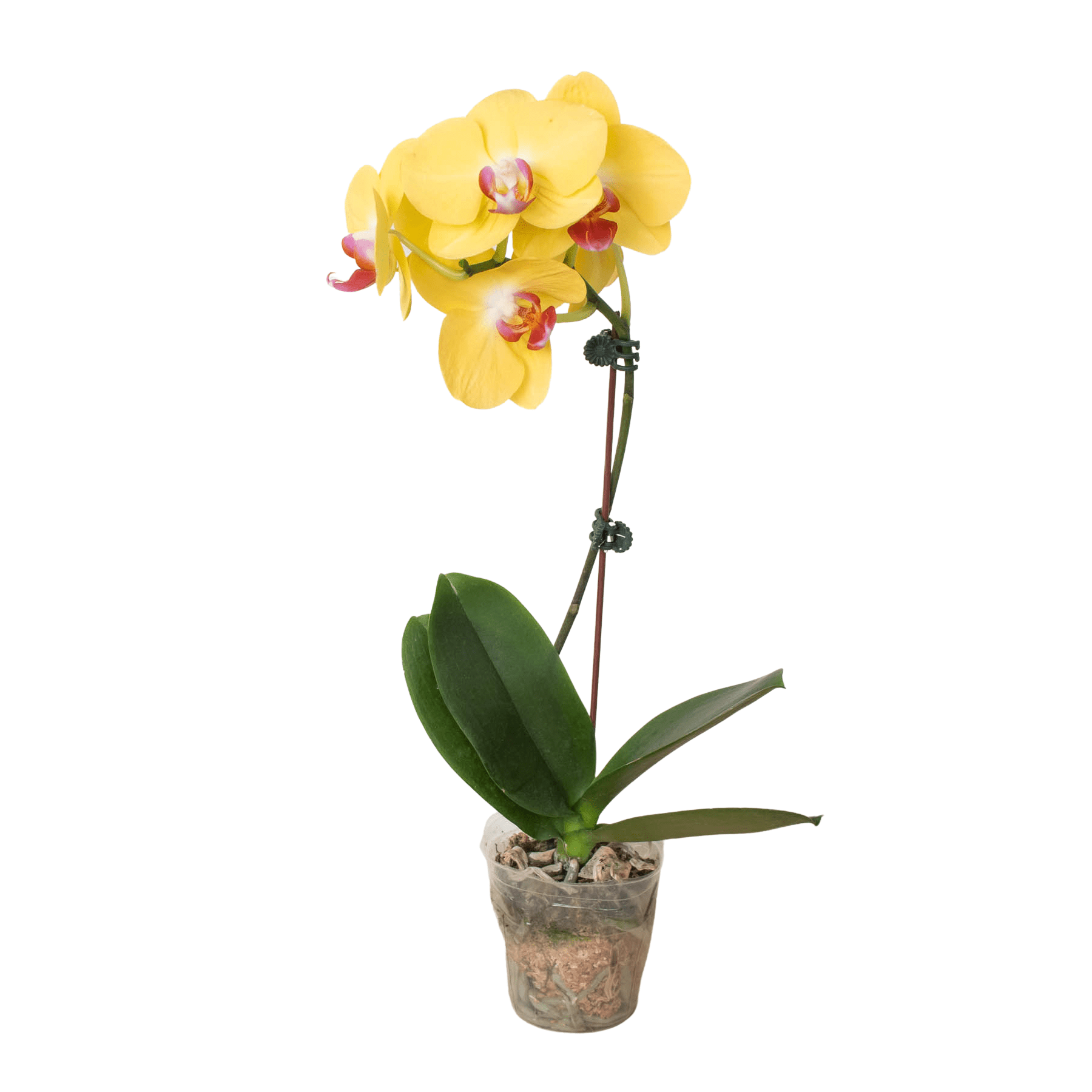 Orchid 'Yellow Phalaenopsis' - TheHardenGarden