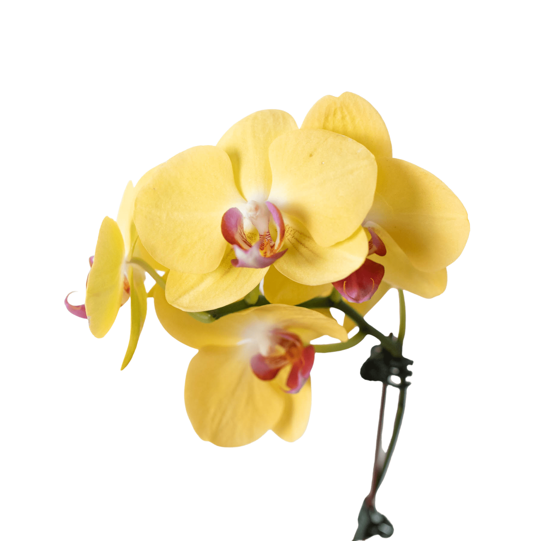 Orchid 'Yellow Phalaenopsis' - TheHardenGarden