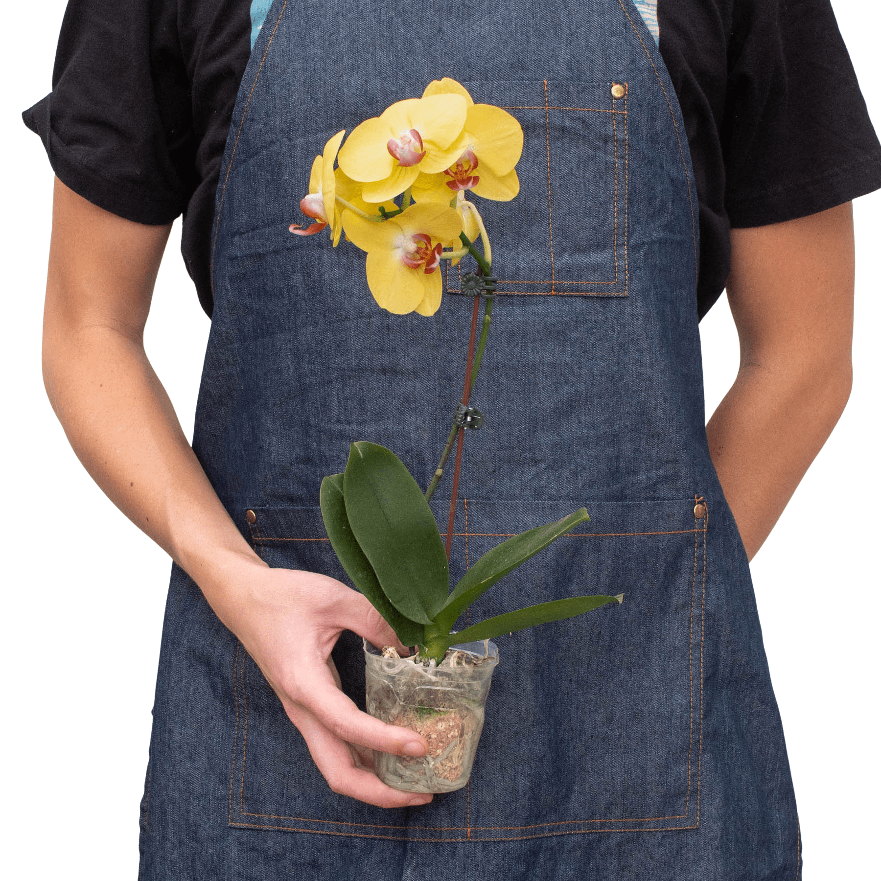Orchid 'Yellow Phalaenopsis' - TheHardenGarden
