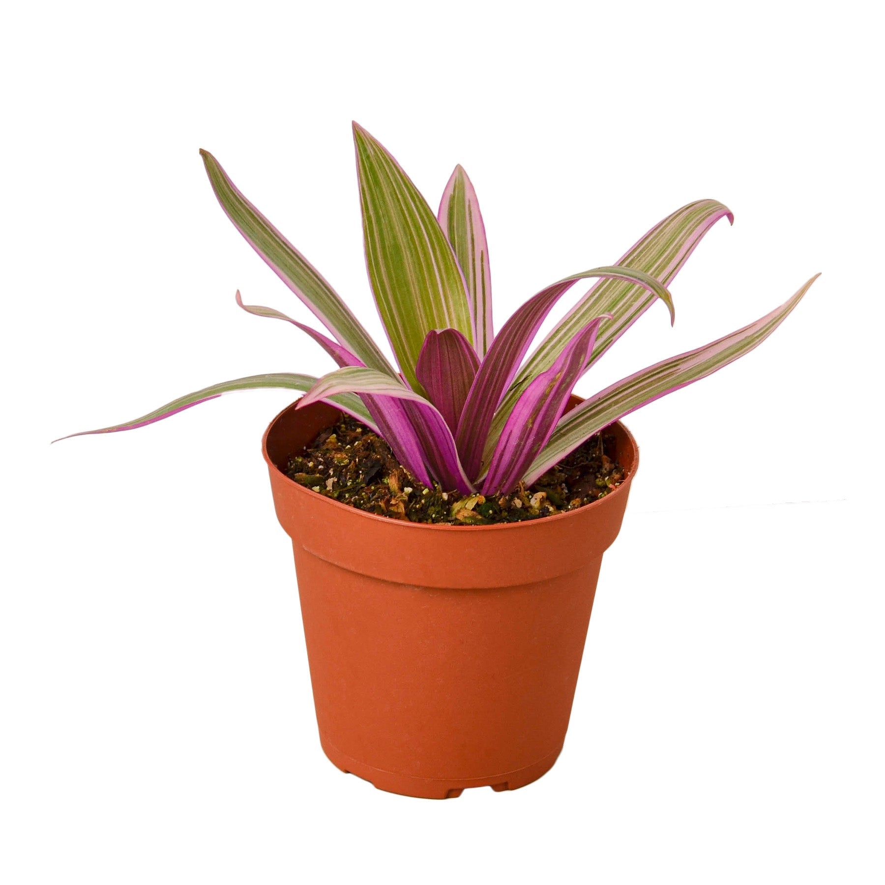 Oyster Plant 'Moses in the Cradle' - TheHardenGarden