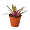 Oyster Plant 'Moses in the Cradle' - TheHardenGarden