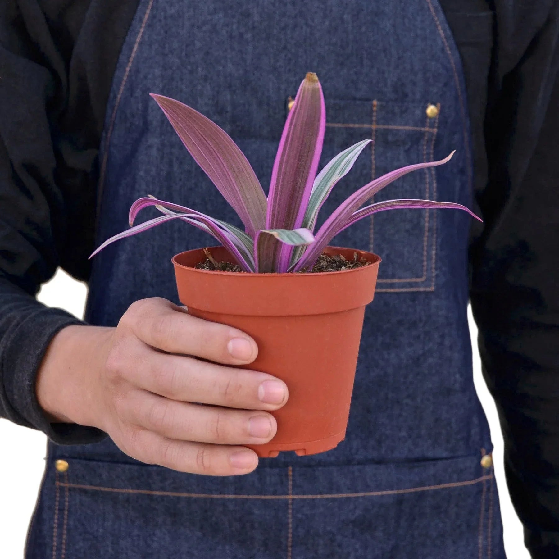 Oyster Plant 'Moses in the Cradle' - TheHardenGarden