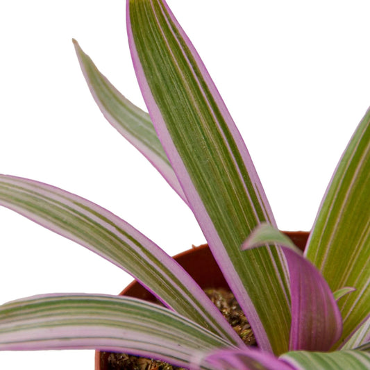 Oyster Plant 'Moses in the Cradle' - TheHardenGarden