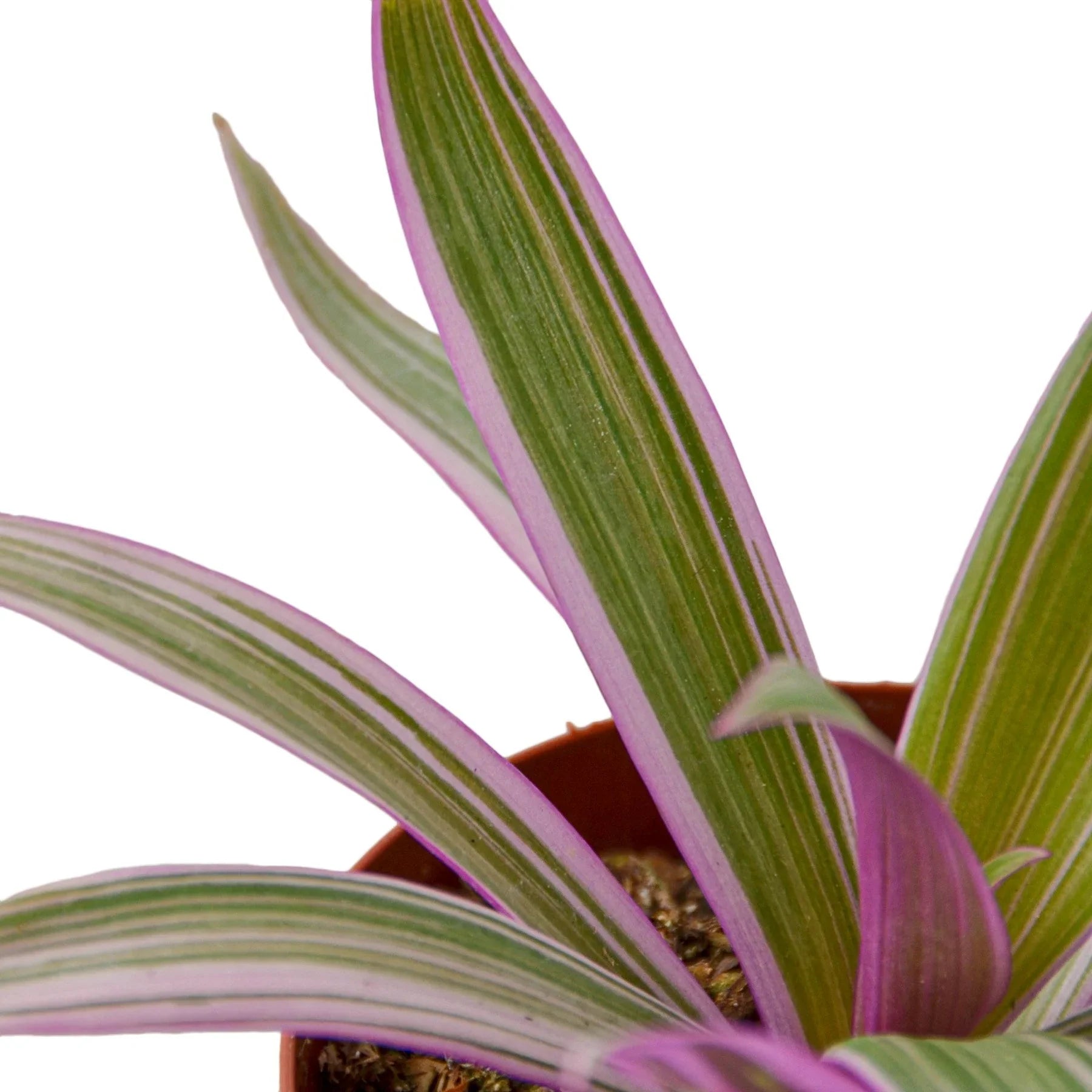 Oyster Plant 'Moses in the Cradle' - TheHardenGarden