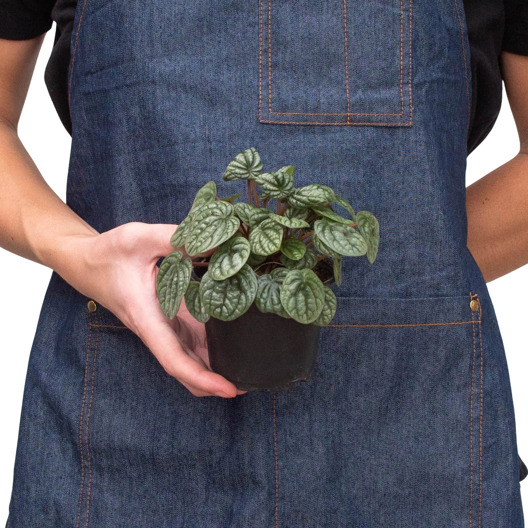 Peperomia 'Burbella' - TheHardenGarden