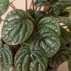 Peperomia 'Burbella' - TheHardenGarden