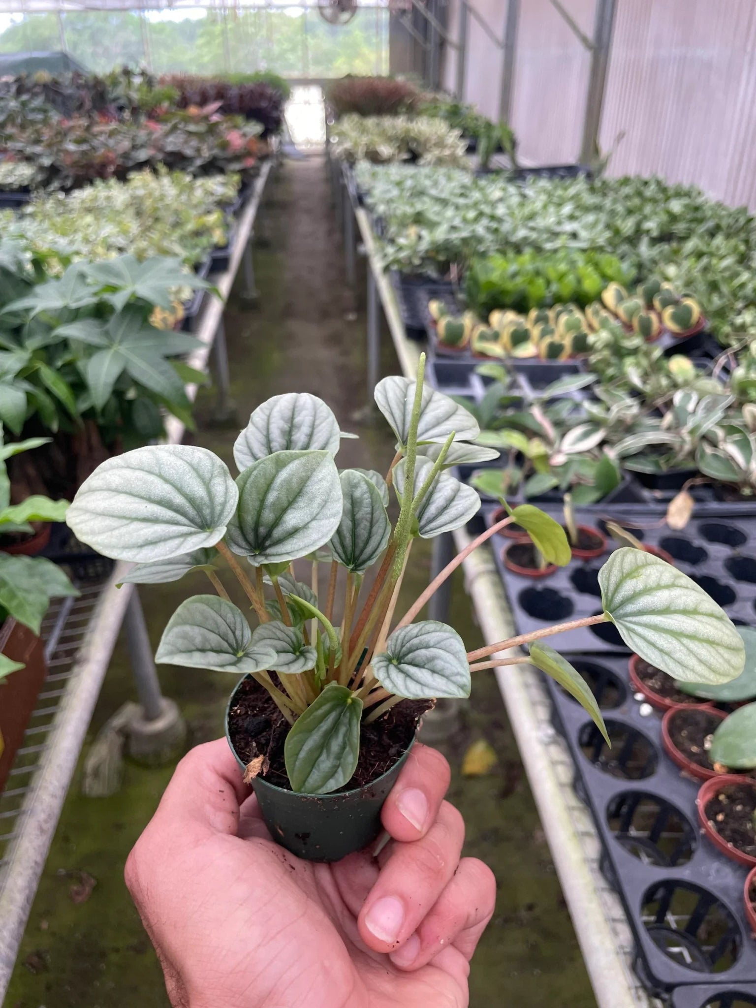 Peperomia 'Frost' - TheHardenGarden